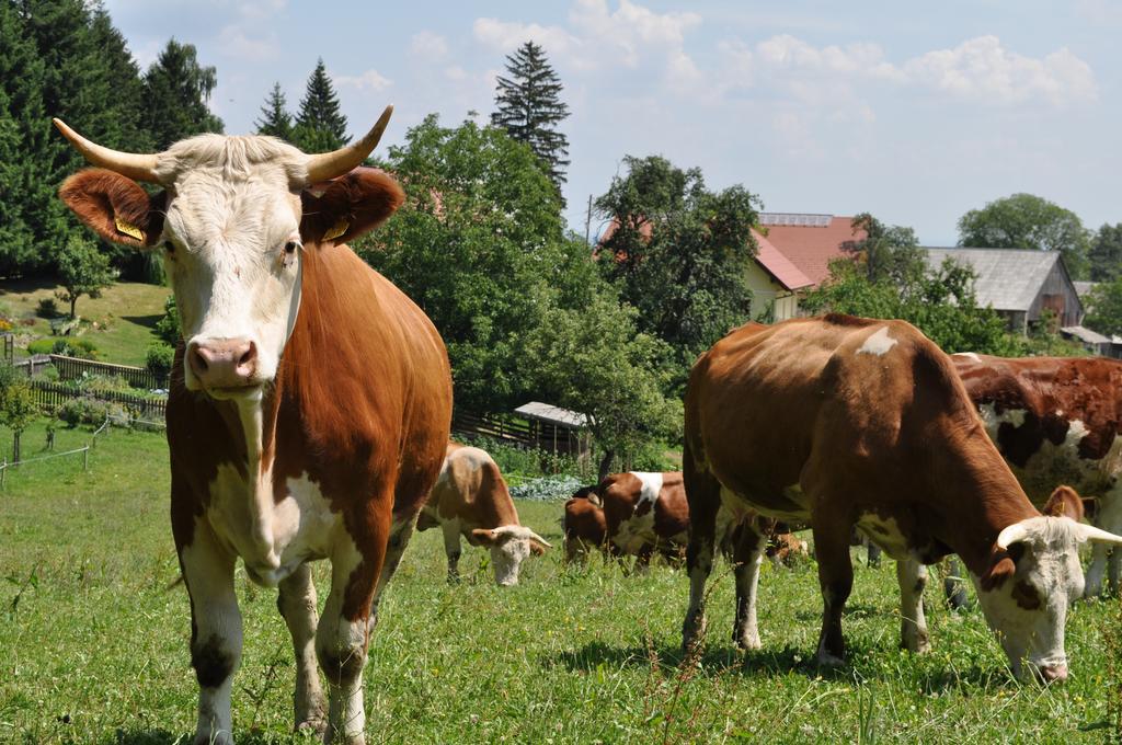 Tourist Farm Stern Pri Kovacniku Fram Ngoại thất bức ảnh