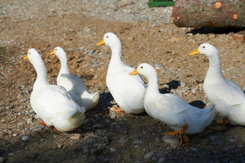 Tourist Farm Stern Pri Kovacniku Fram Ngoại thất bức ảnh