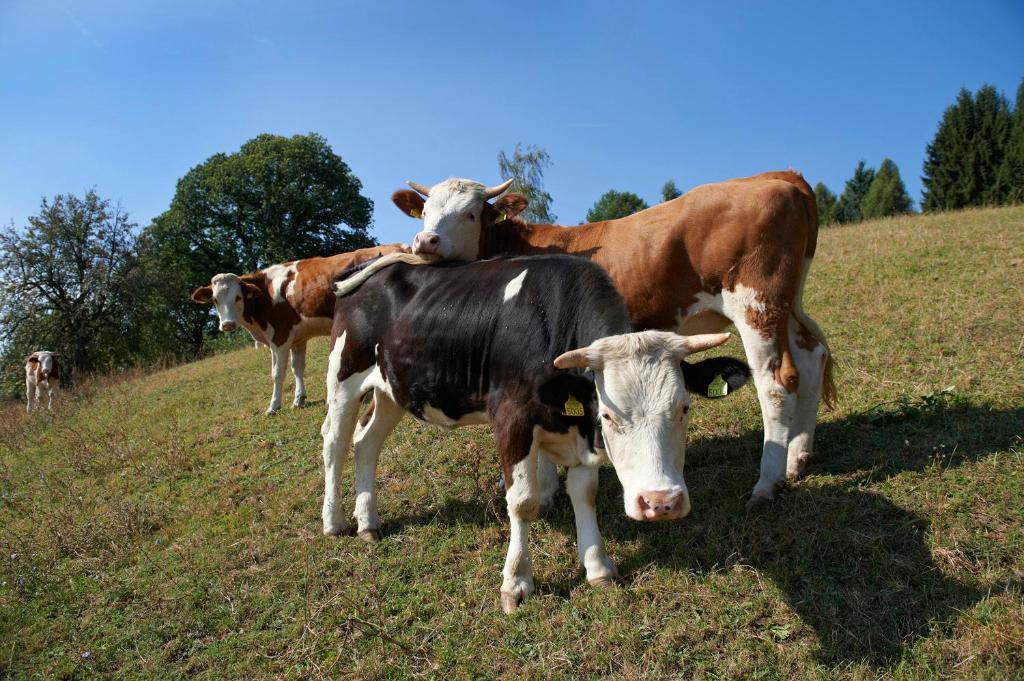 Tourist Farm Stern Pri Kovacniku Fram Ngoại thất bức ảnh